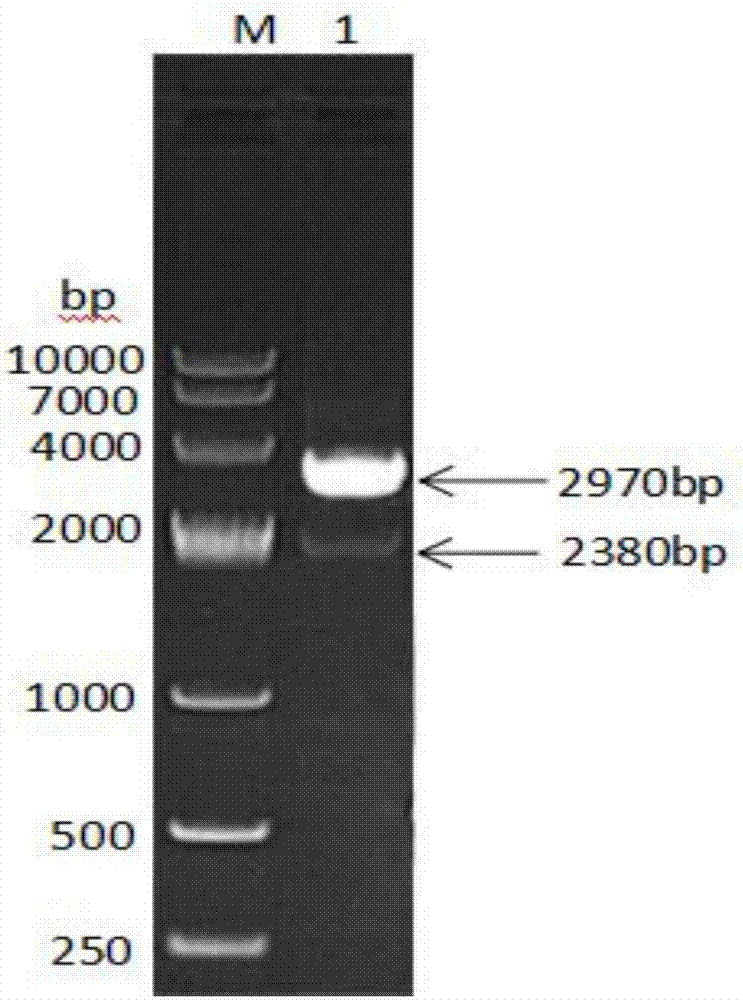 Fusion protein prepared from ovine albumin, ovine interferon gamma and ovine interferon tau and preparation method for fusion protein