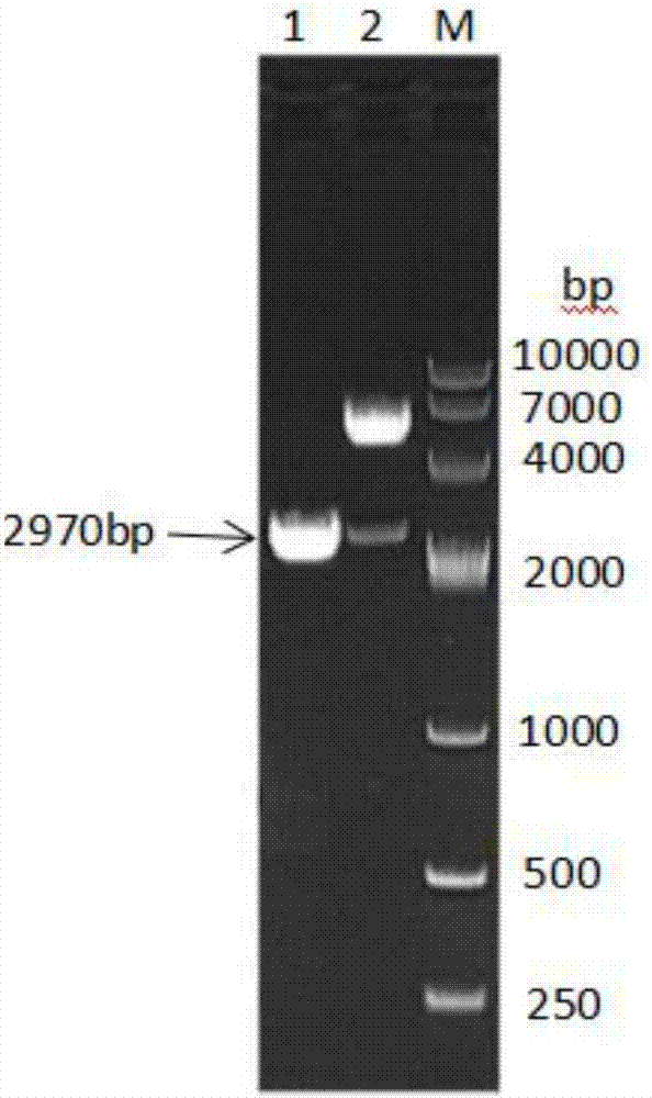 Fusion protein prepared from ovine albumin, ovine interferon gamma and ovine interferon tau and preparation method for fusion protein