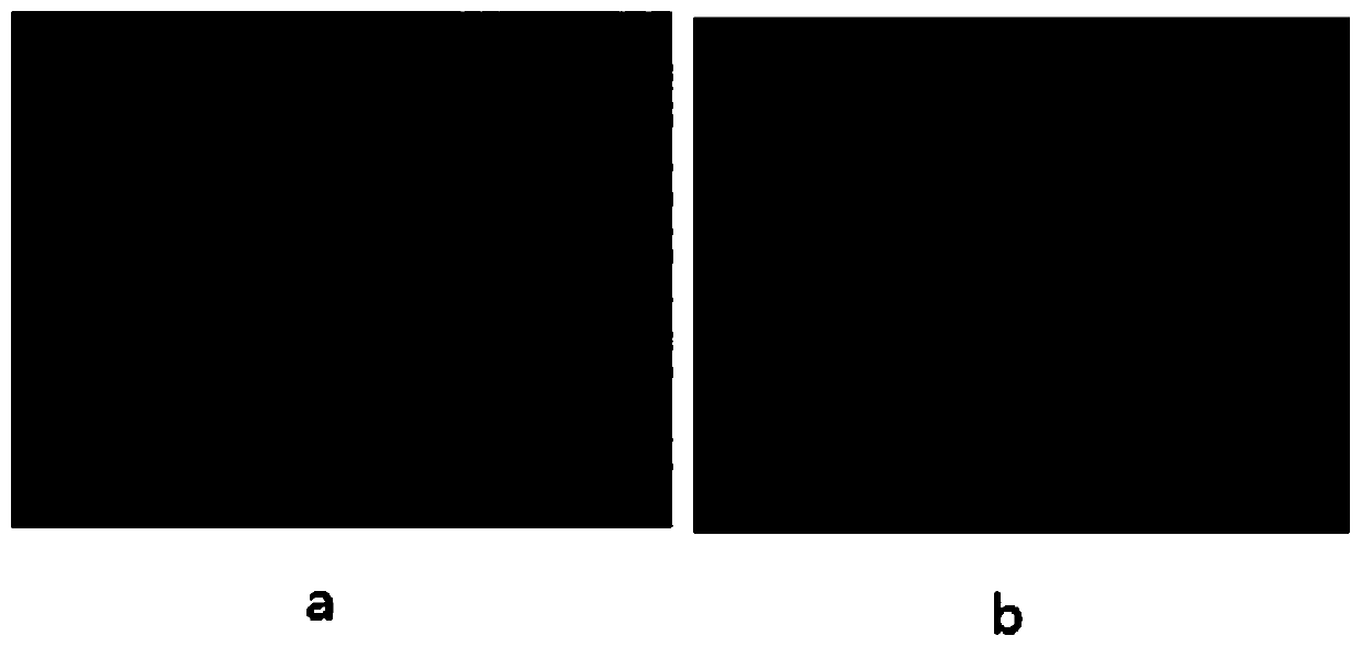 Anti-aging composition, anti-aging facial mask and preparation method thereof