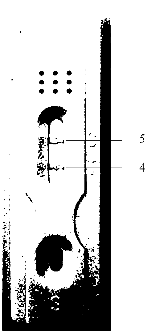 Colloidal gold test paper, preparation method thereof and rice seed vigor detecting method