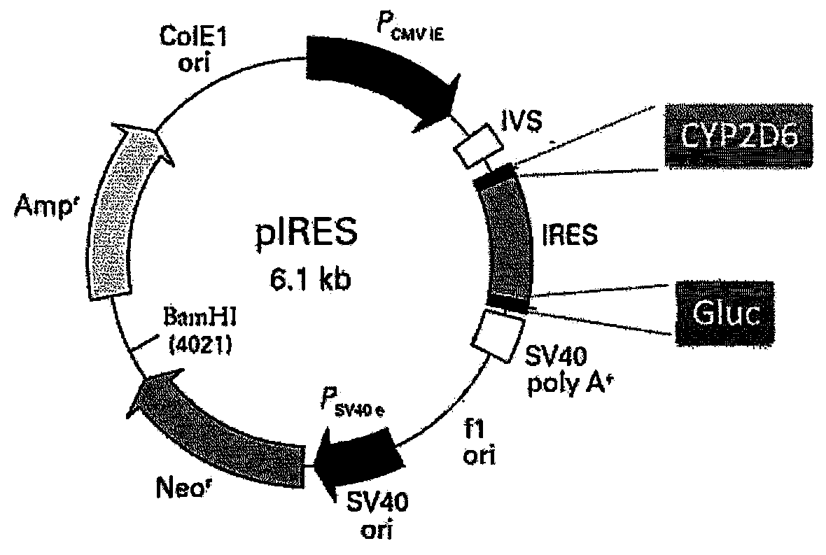 CYP2D6 gene fragment comprising 74G&gt;A mutation, coded protein fragment and applications thereof