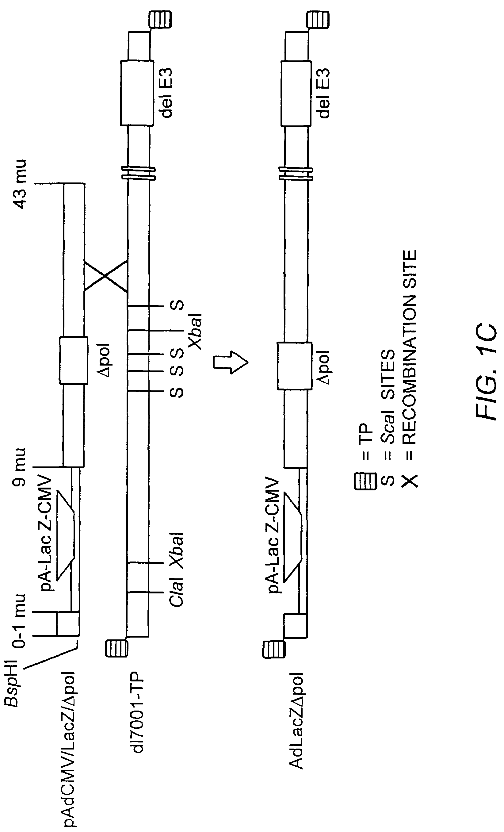 Deleted adenovirus vectors and methods of making and administering the same