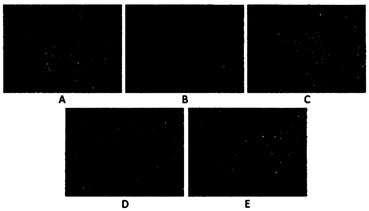 New application of astragalus polysaccharide in chromosome protection