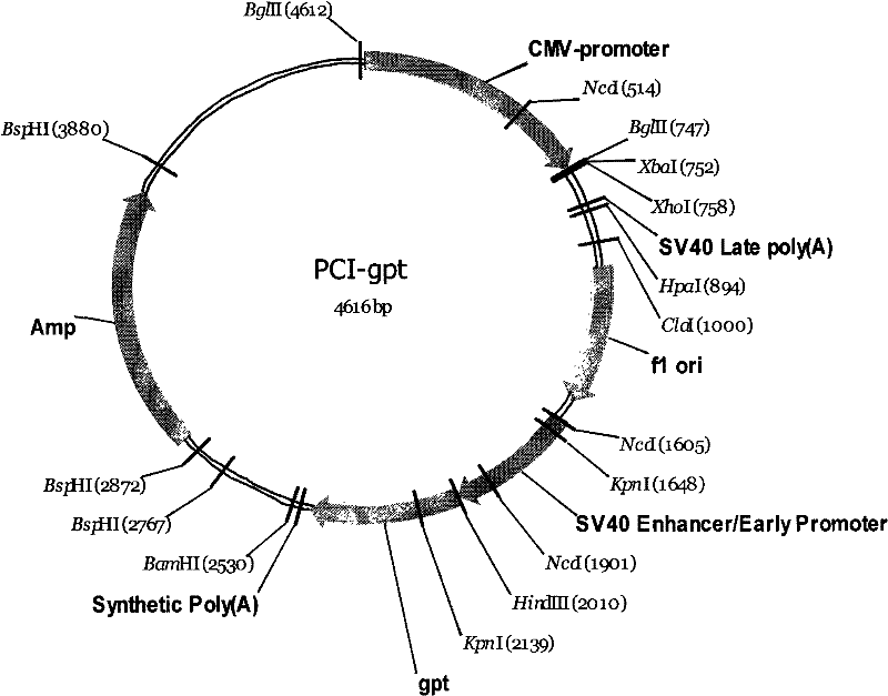 Rat bone marrow tumour cell NSO and preparation method and application thereof