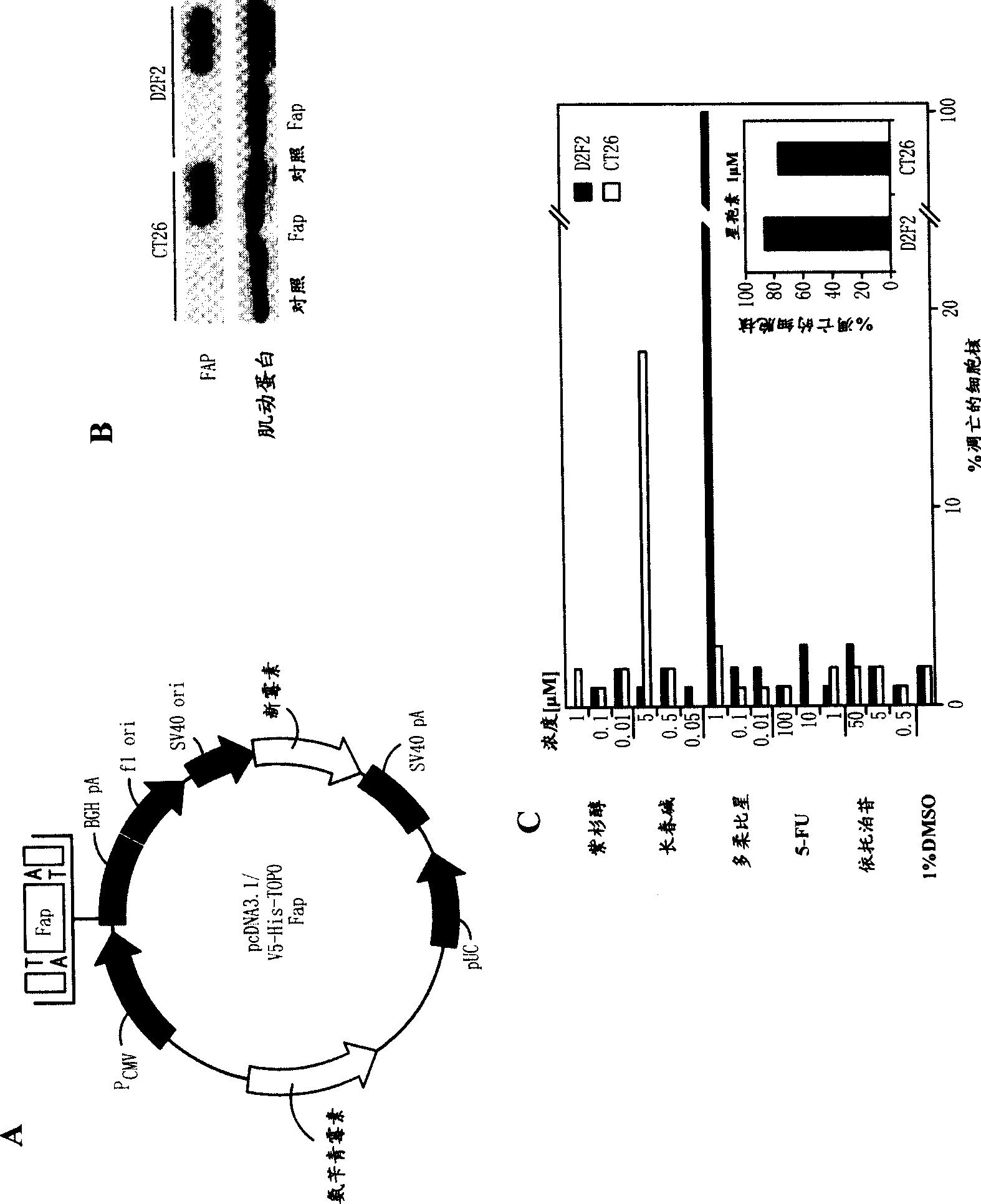 DNA composition against tumor stromal antigen FAP and methods of use thereof