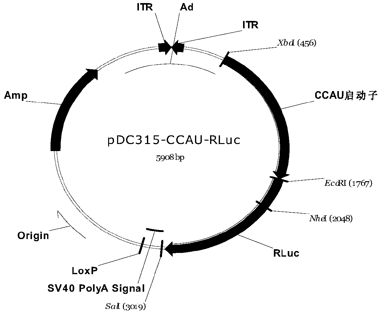 Cancer cell broad spectrum high-activity promoter and usage thereof