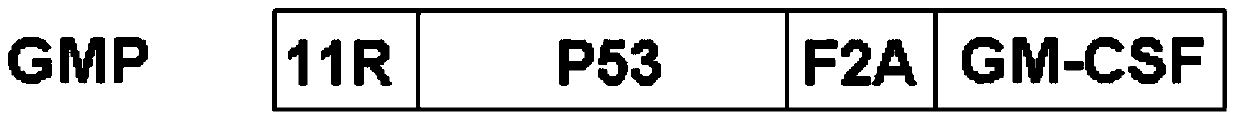 Cancer cell broad spectrum high-activity promoter and usage thereof