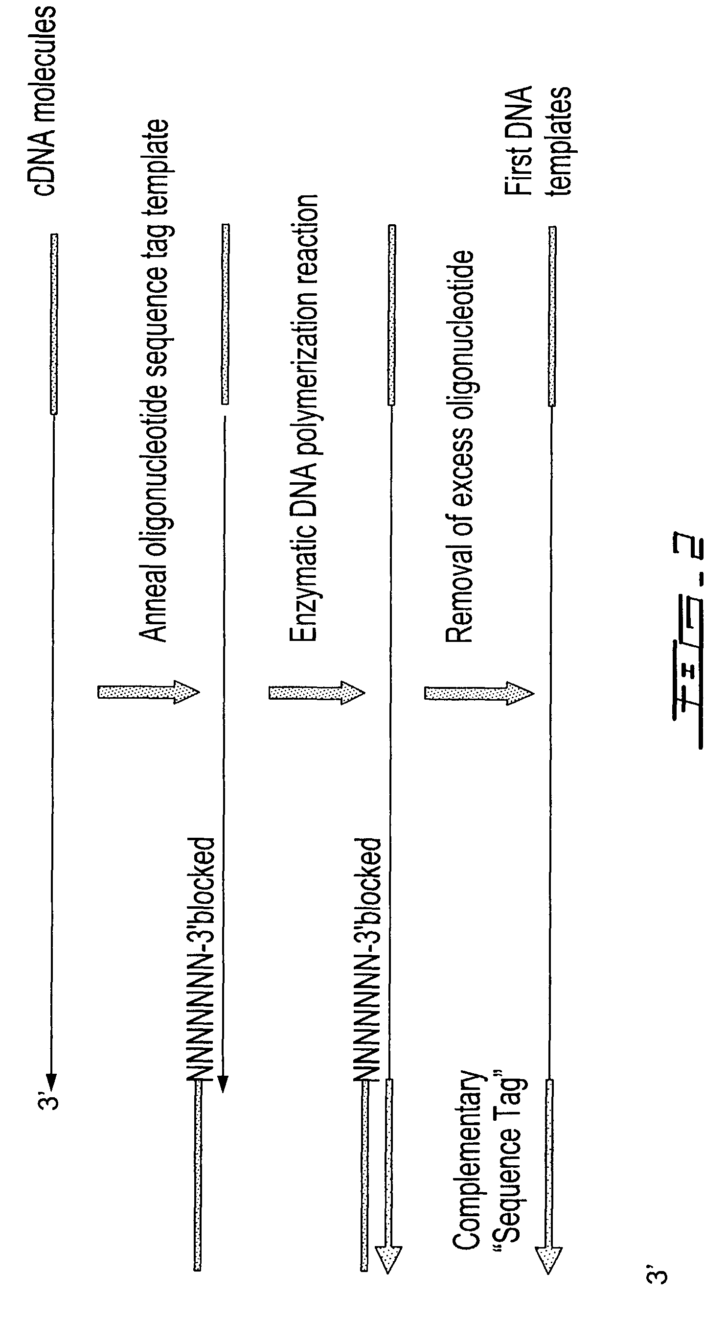 Selective terminal tagging of nucleic acids