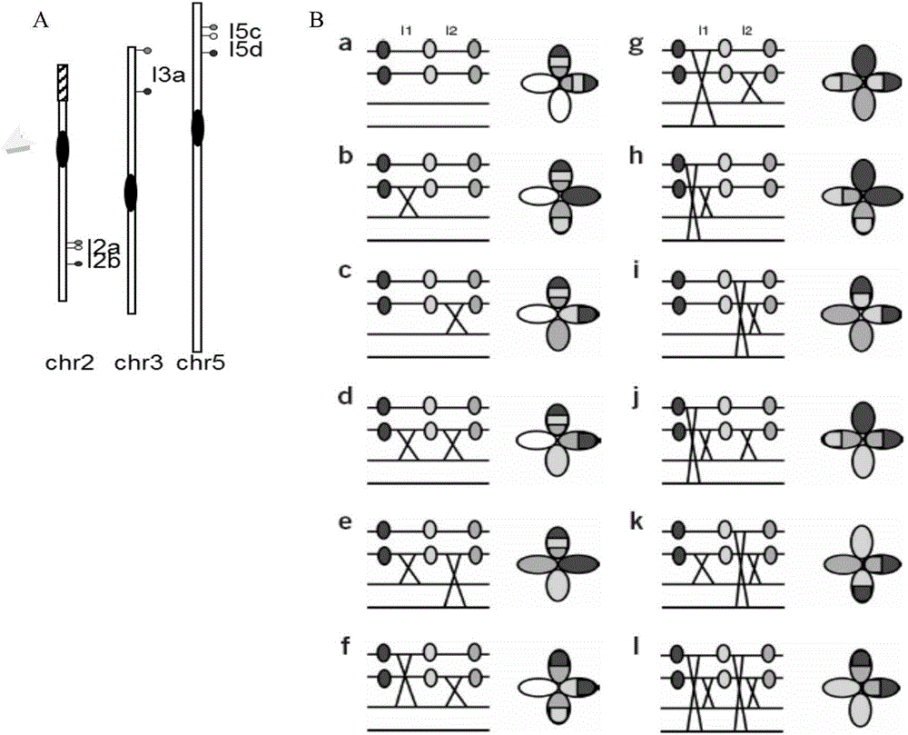 Function and application of arabidopsis thaliana POL2A gene in reduction division recombination