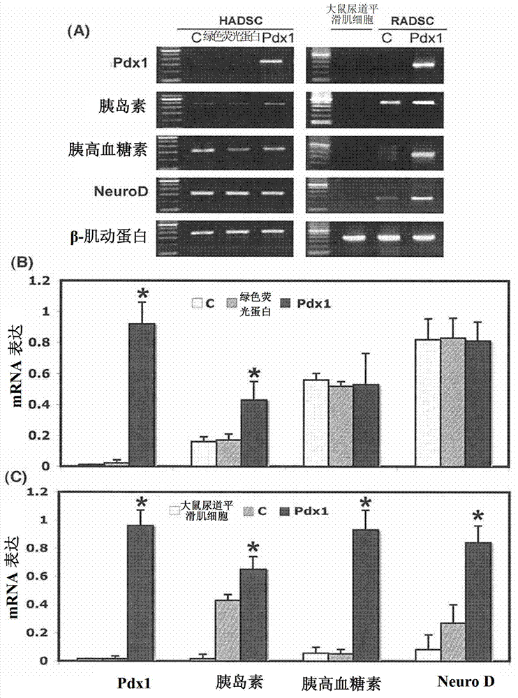 Adipose tissue-derived stem cells for veterinary use