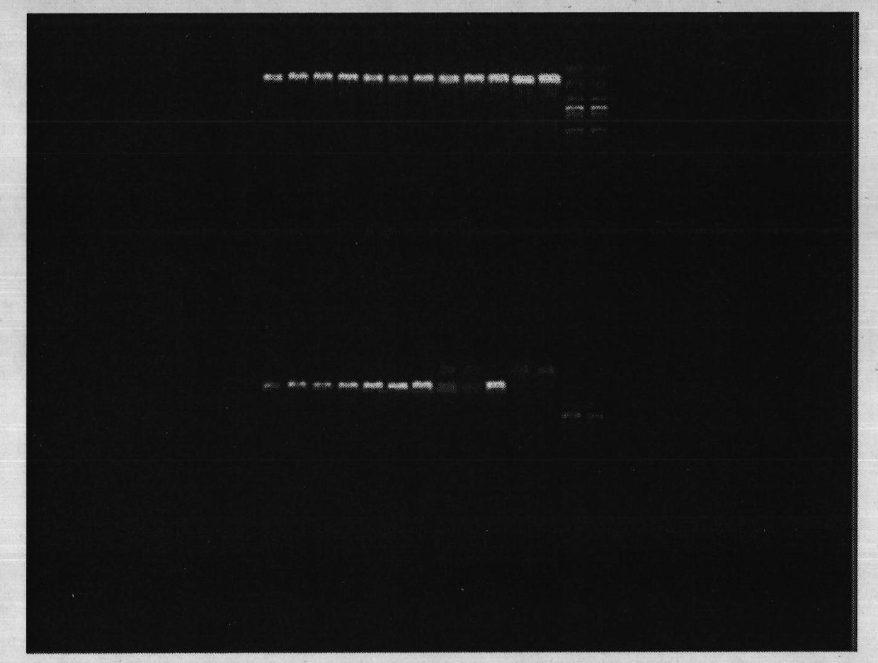 Analytical method for structures of microbial communities in composite filler in tower-type earthworm ecological filter