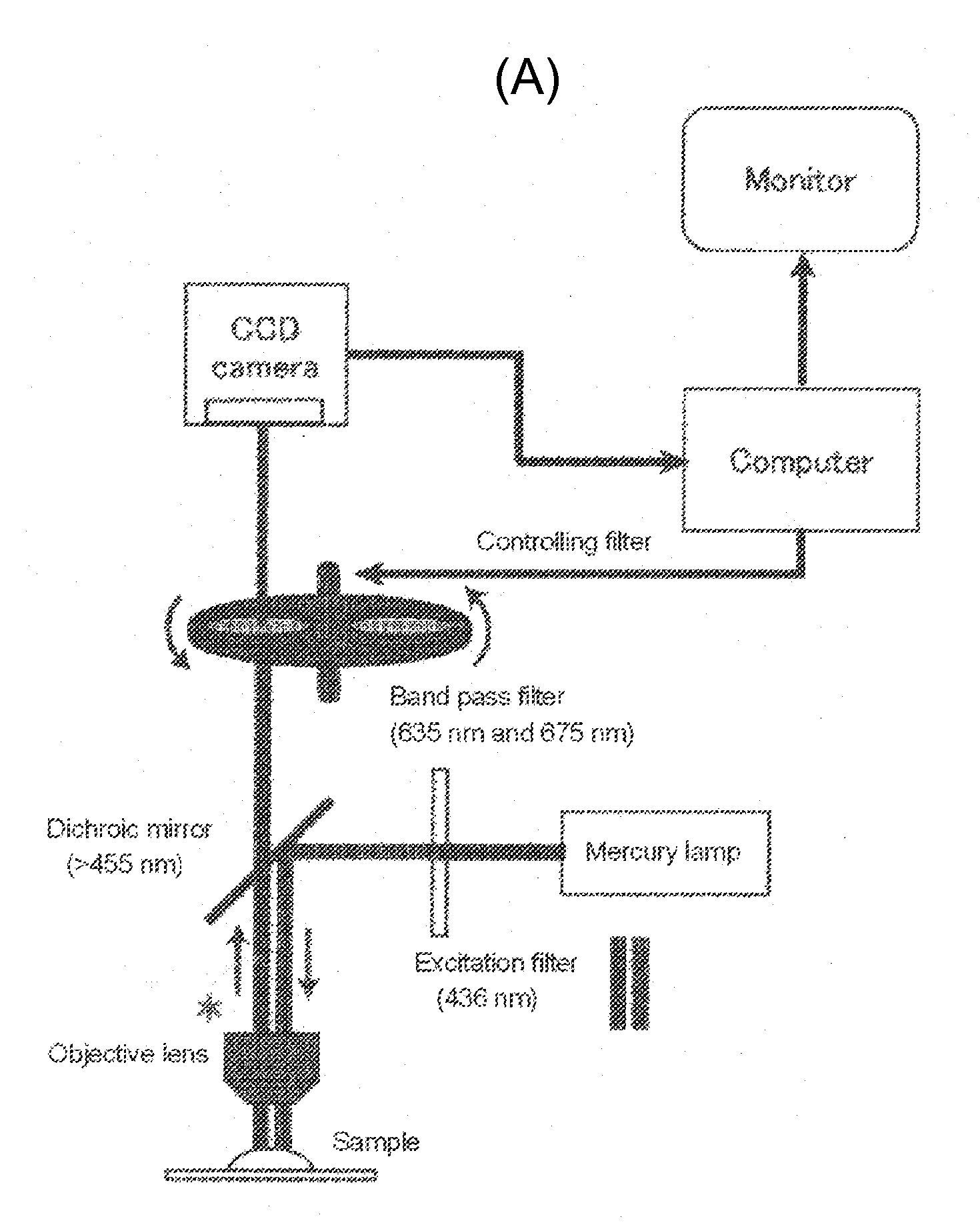 Tumor site or parathyroid gland identification device and method