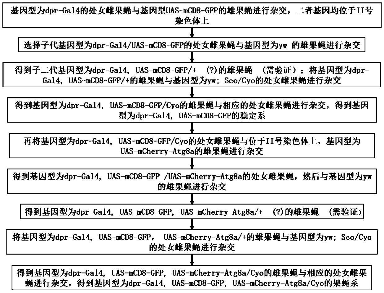 A method for constructing a live animal model for studying neuronal autophagy