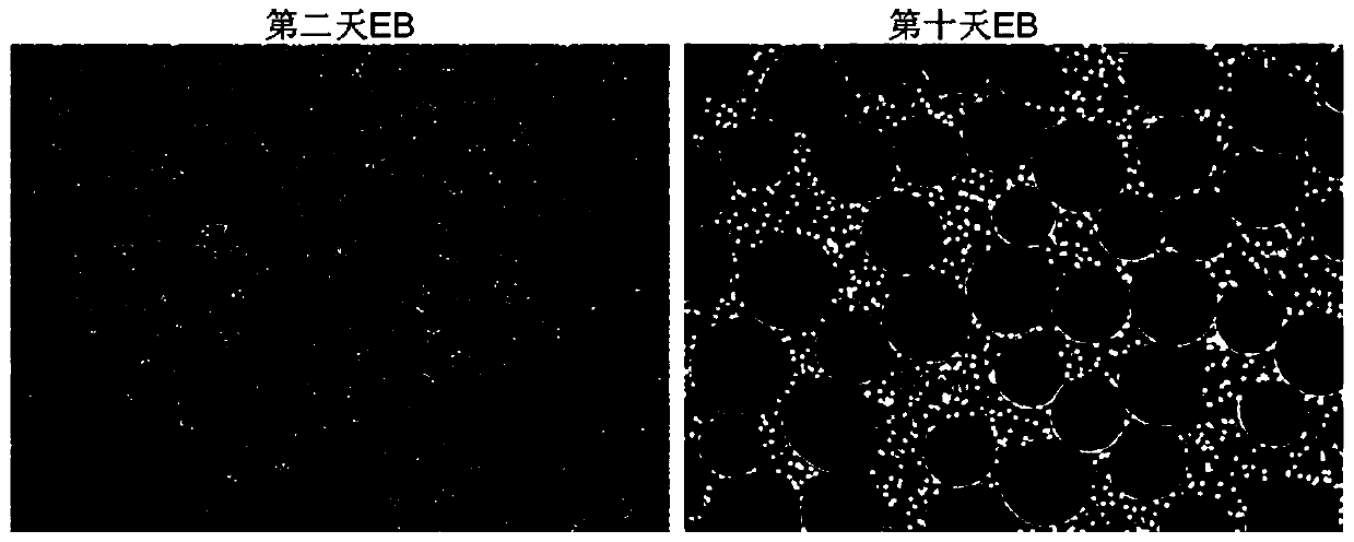 Mesenchymal stem cell, and preparation method and application thereof