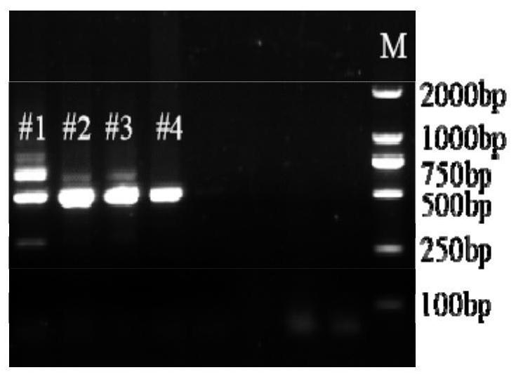 DNA extraction kit applied to transgenic mouse gene identification