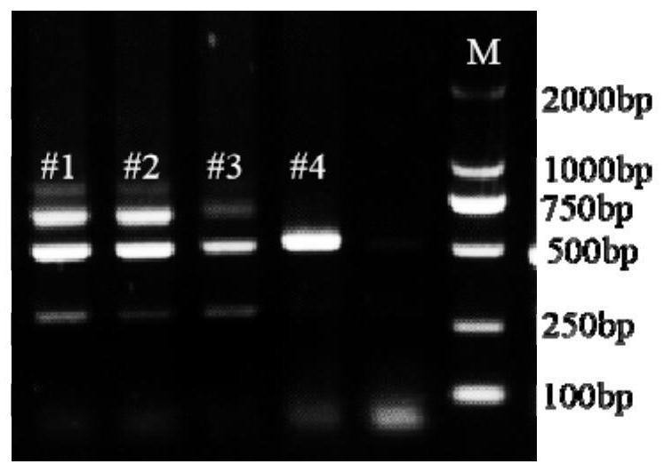 DNA extraction kit applied to transgenic mouse gene identification