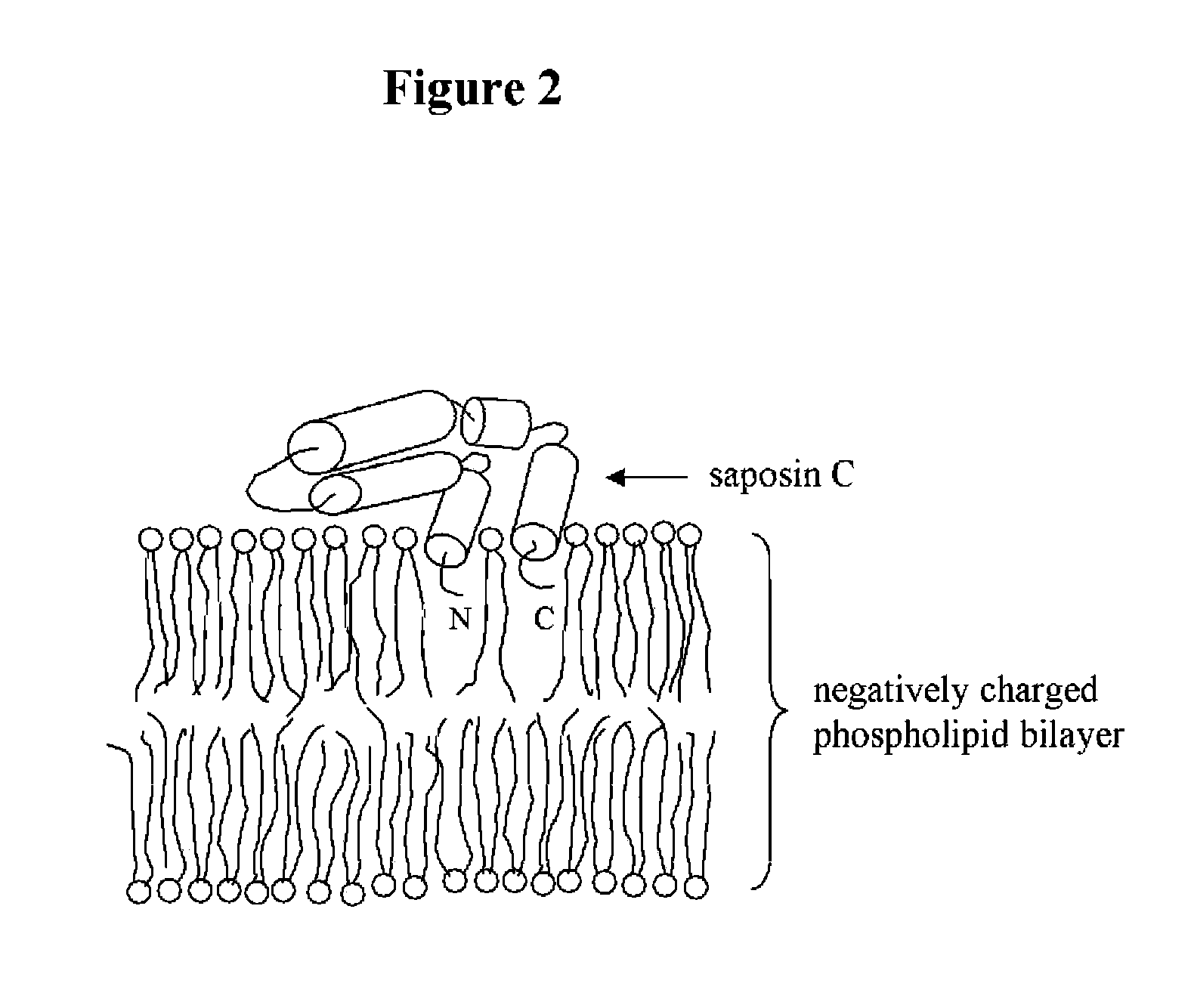 Fusogenic properties of saposin c and related proteins and peptides for application to transmembrane drug delivery systems