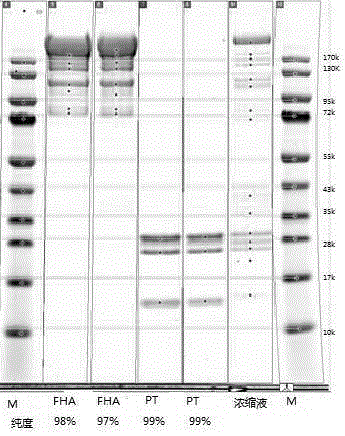 Method for separating and purifying whooping cough toxins and filamentous hemagglutinin