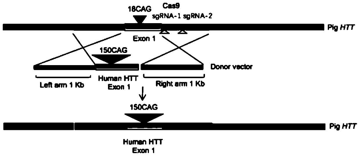 Human huntingtin gene knock-in recombinant vector and its construction method and application in the construction of model pigs