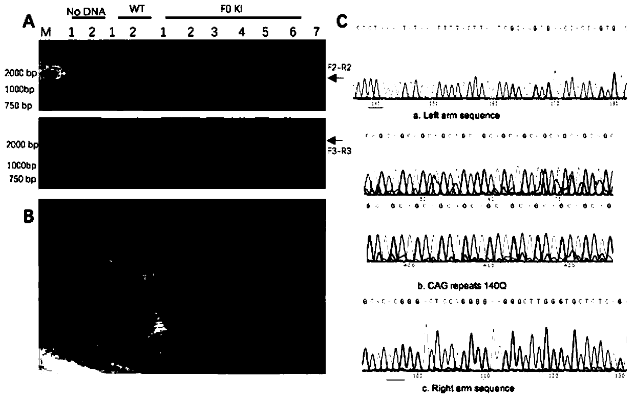 Human huntingtin gene knock-in recombinant vector and its construction method and application in the construction of model pigs