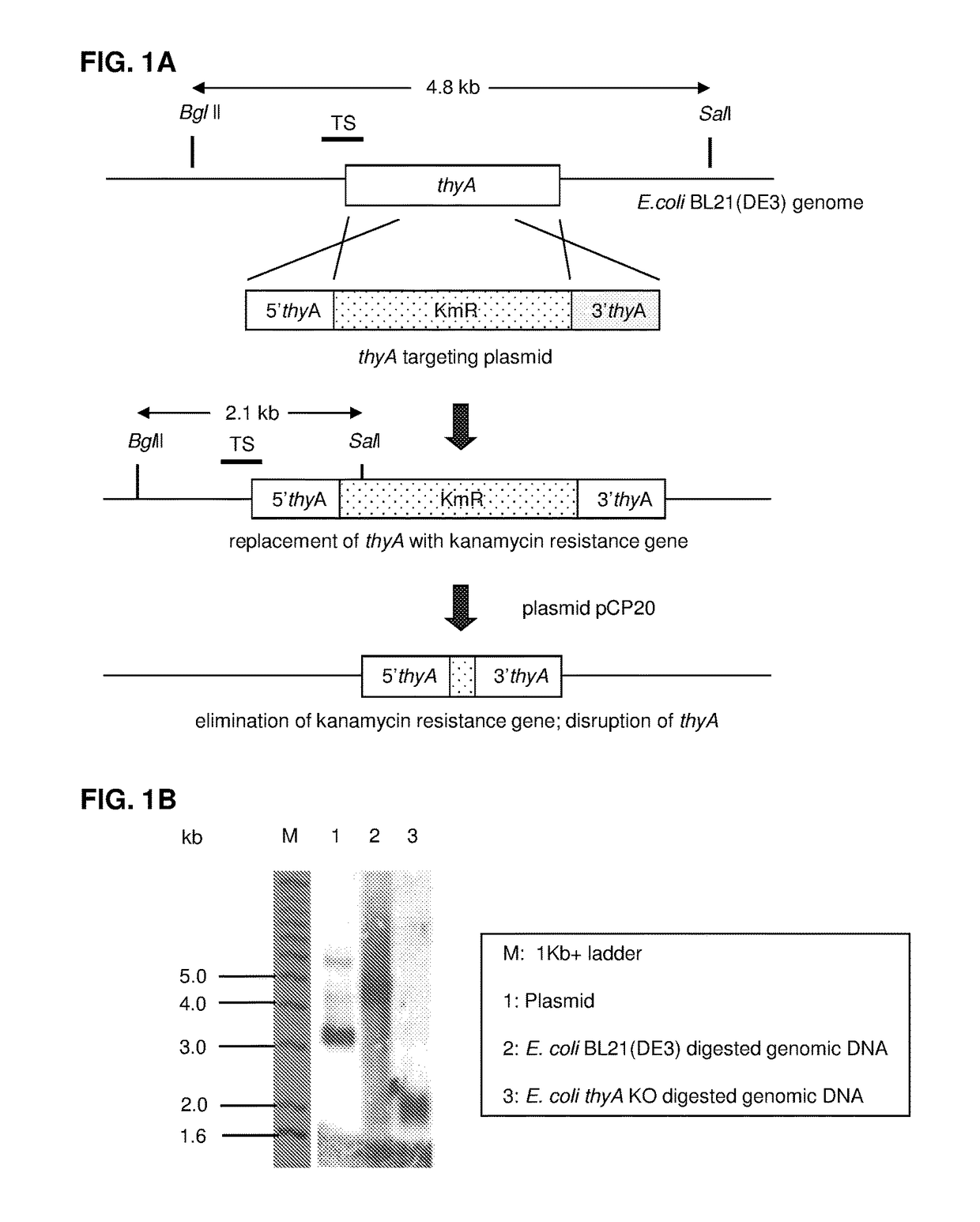 <i>Escherichia coli </i>cell line with <i>thyA </i>knockout and <i>folA </i>knockout