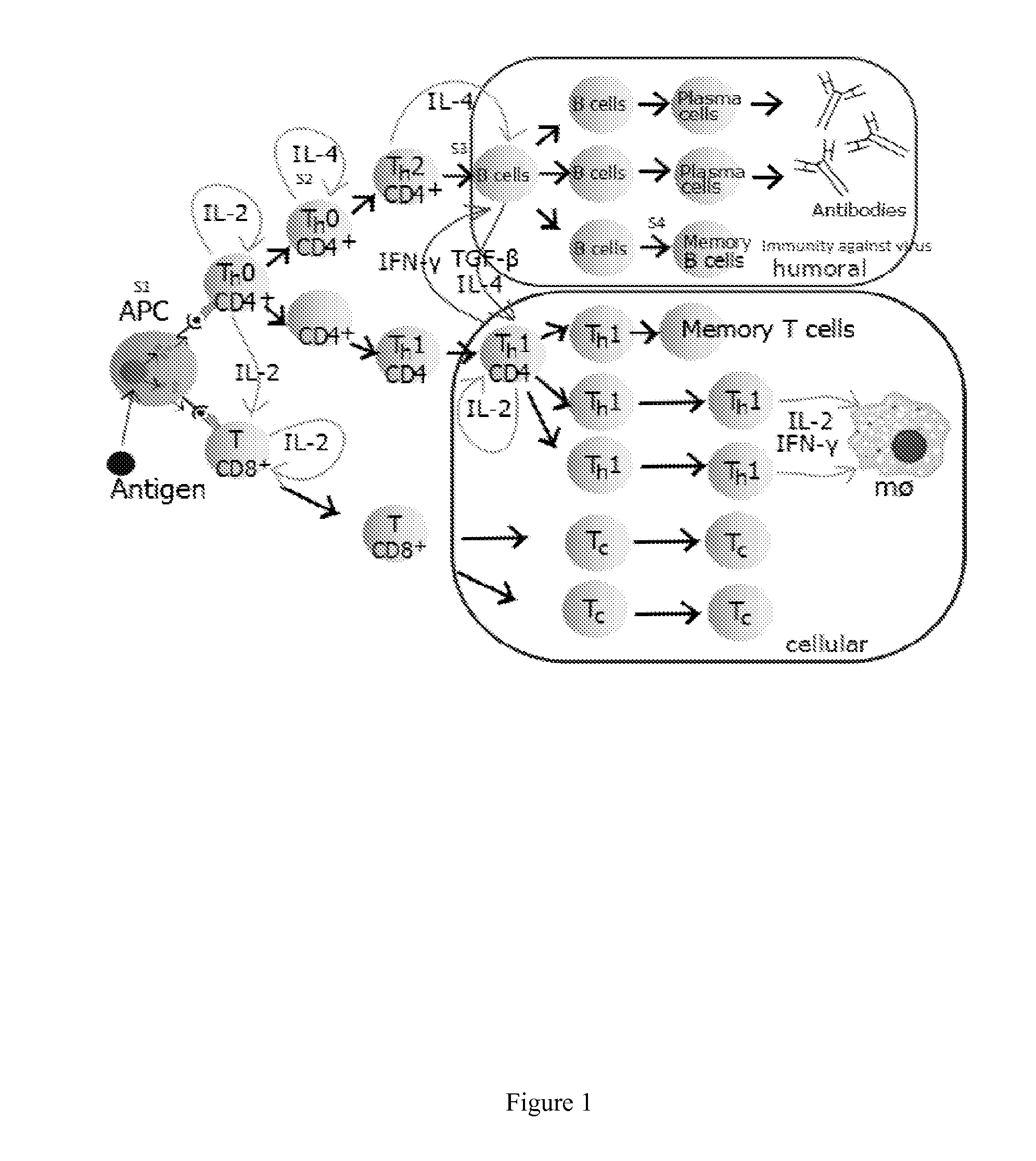 Compositions For Treating Chronic Viral Infections