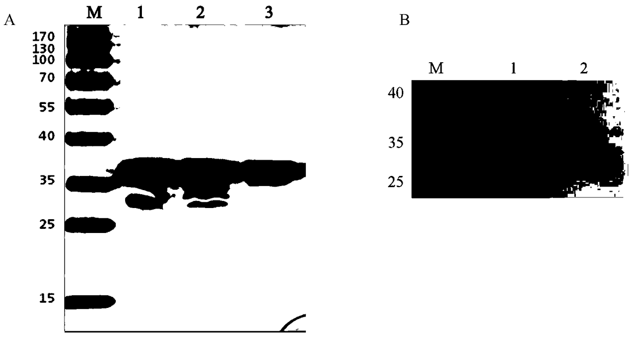 Monoclonal antibody against avian leukosis virus p27 protein, gold standard test strip containing the monoclonal antibody and application thereof