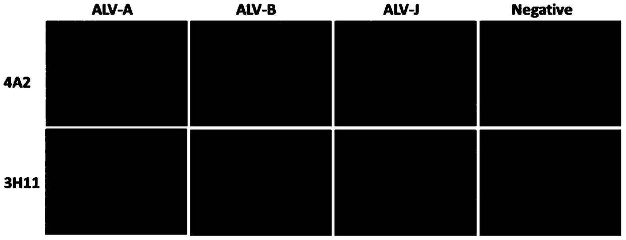 Monoclonal antibody against avian leukosis virus p27 protein, gold standard test strip containing the monoclonal antibody and application thereof