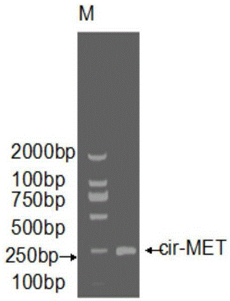 Circular RNA-MET gene in liver cancer as well as expression method and fluorescent quantitative PCR detection method of circular RNA-MET gene