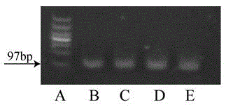 Method for establishing CYP2C11 gene knockout rat model