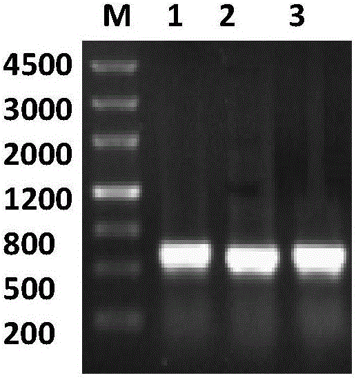 Wolfberry glutathione reductase and encoding gene and application