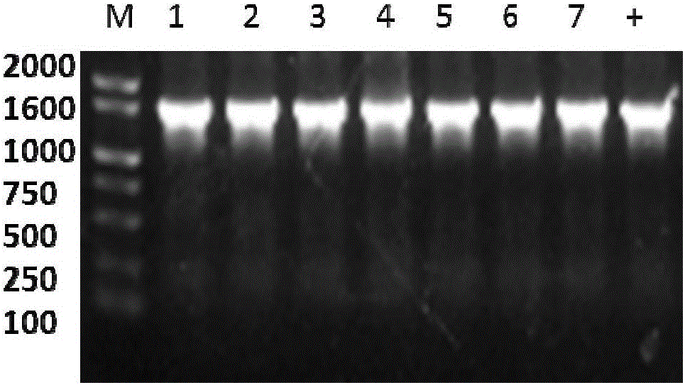 Wolfberry glutathione reductase and encoding gene and application