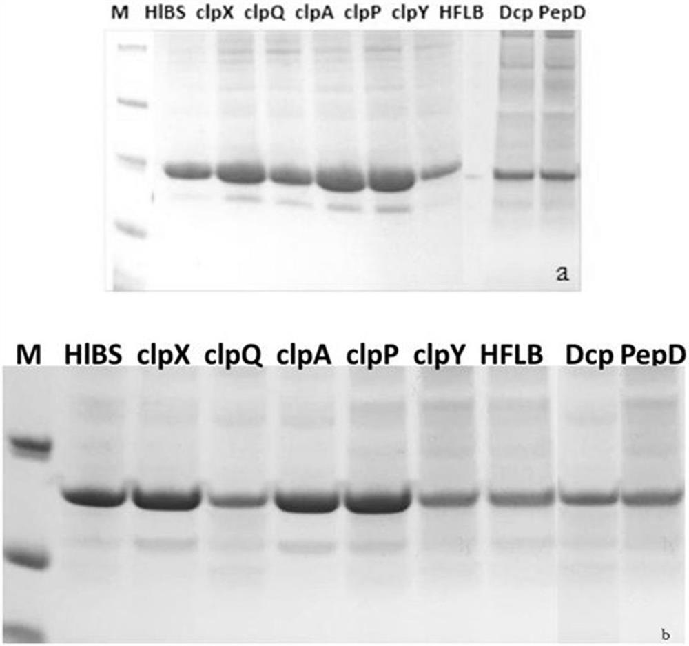 A kind of recombinant bacteria expressing glp-1 analog and its application