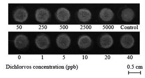 Method for preparing visual biosensor for detecting organophosphorus pesticides based on ink-jet printing technology