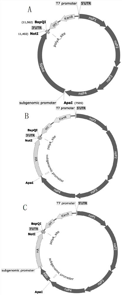 MRNA-based combined vaccine against coronavirus and influenza virus and preparation method of mRNA-based combined vaccine