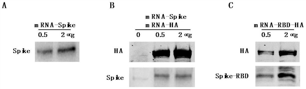 MRNA-based combined vaccine against coronavirus and influenza virus and preparation method of mRNA-based combined vaccine