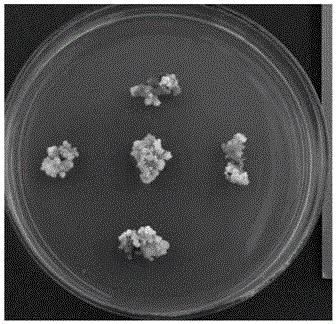 Method for establishing catalpa bungei embryonal cell suspension system