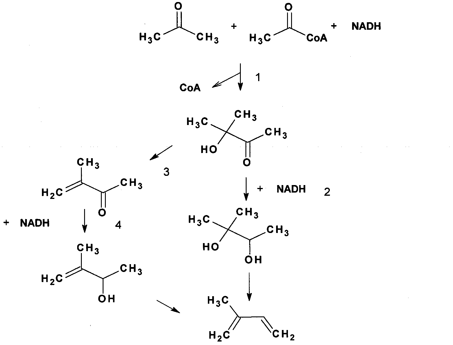 Recombinant cell and method for synthesizing methyl acetoin and derivative compounds thereof by using biological method