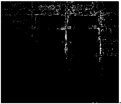 Preparation process of zinc acetylacetonate