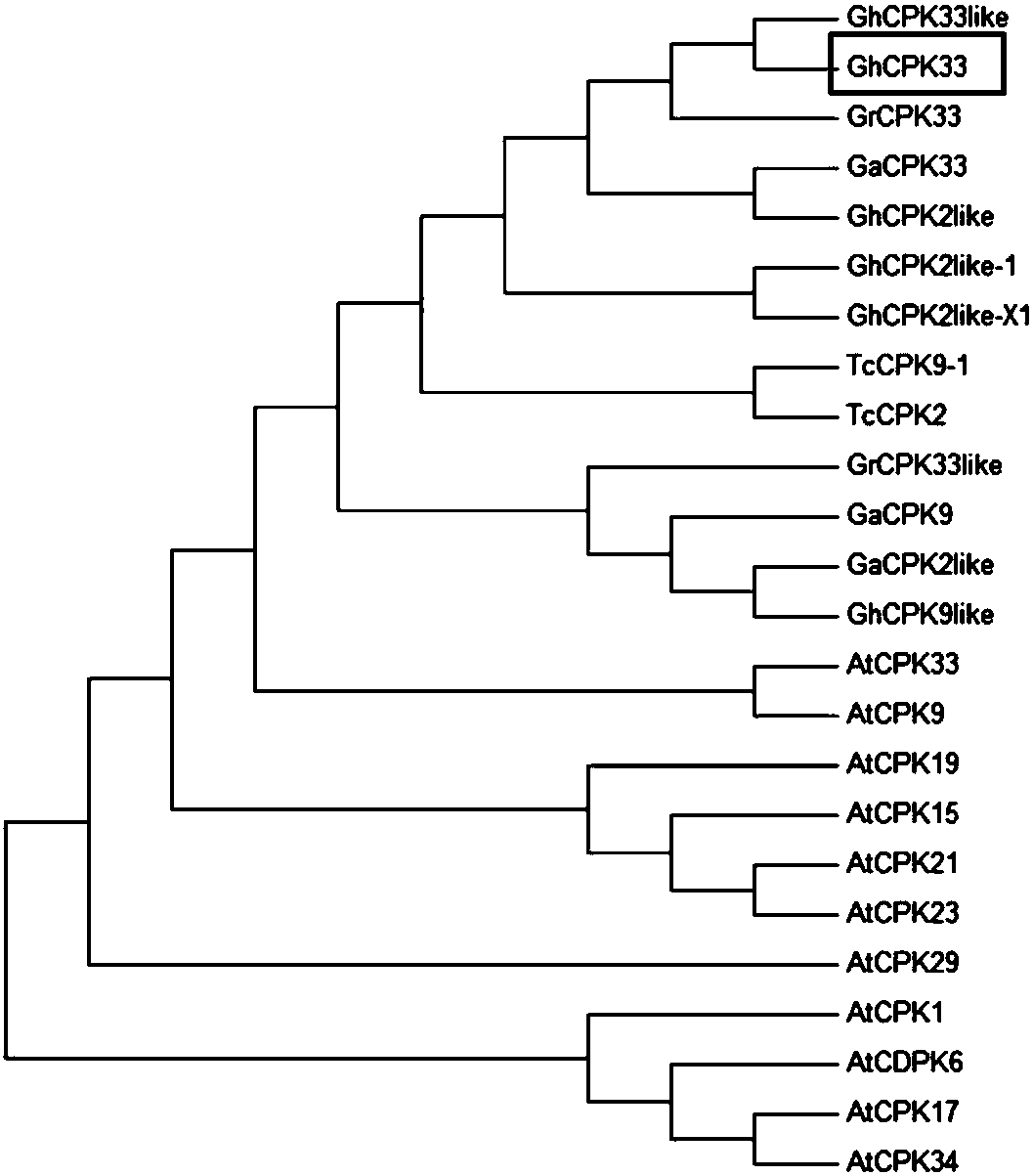 Cotton calcium-dependent protein kinase GhCPK33 gene for regulating verticillium wilt resistance of cotton, and applications thereof