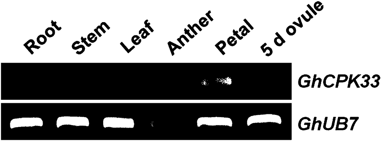 Cotton calcium-dependent protein kinase GhCPK33 gene for regulating verticillium wilt resistance of cotton, and applications thereof