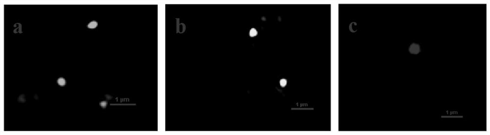 A fluorescent polymer microsphere loaded with quantum dots and its preparation method