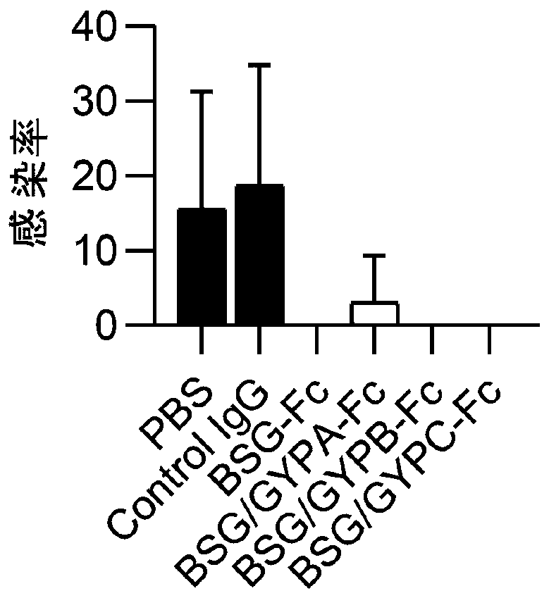 Antimalarial dimer immunoadhesin, pharmaceutical composition and application