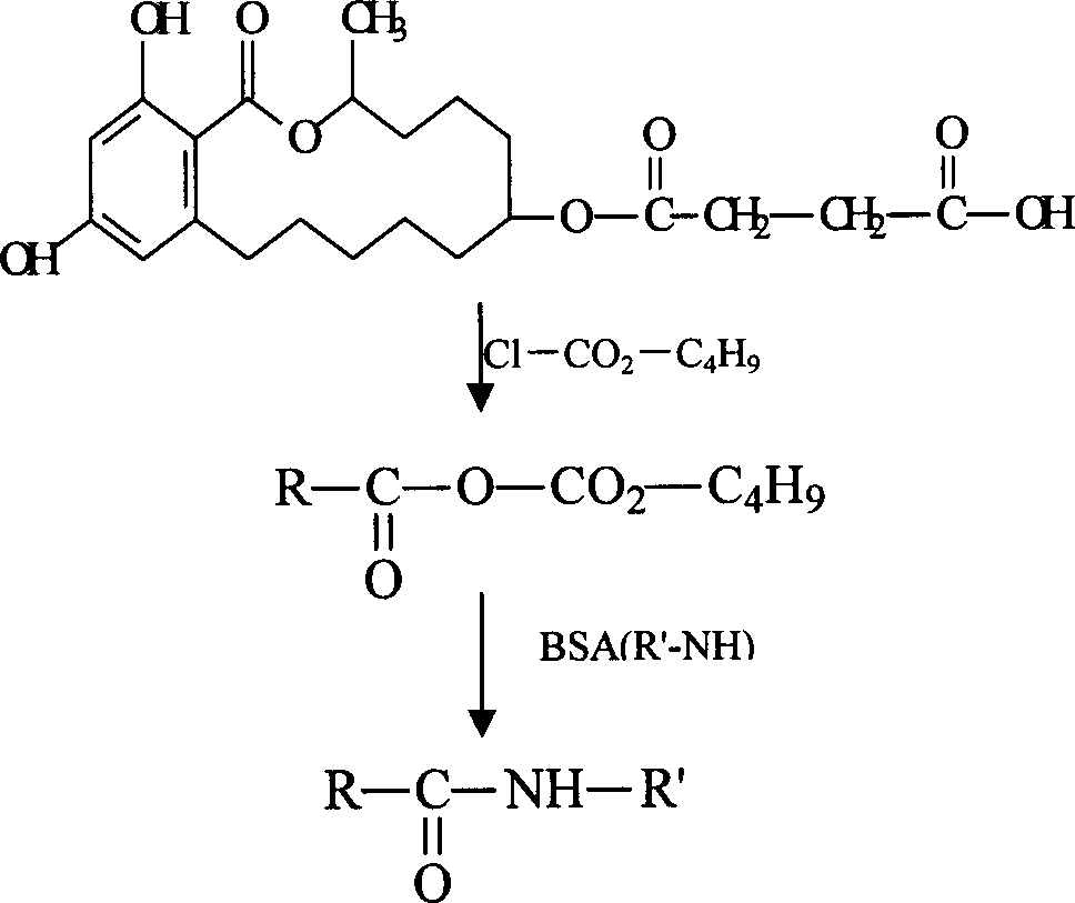 Method for purifying alpha-zeranol and special immunity affinity chromatographic column therefor