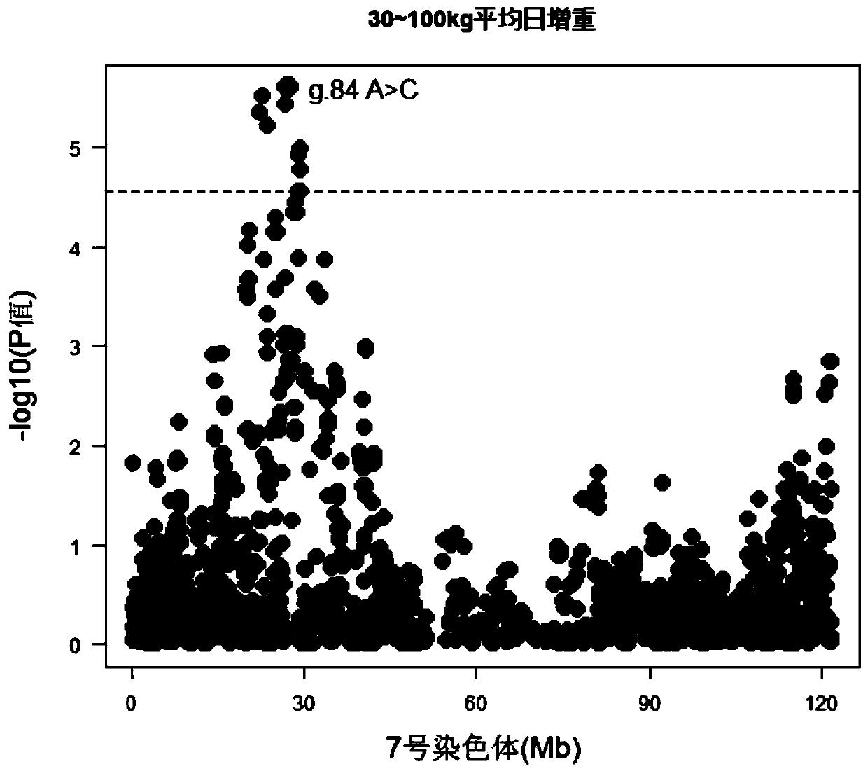 Molecular marker on pig chromosome No.7 related to duroc pig daily weight gain property and application