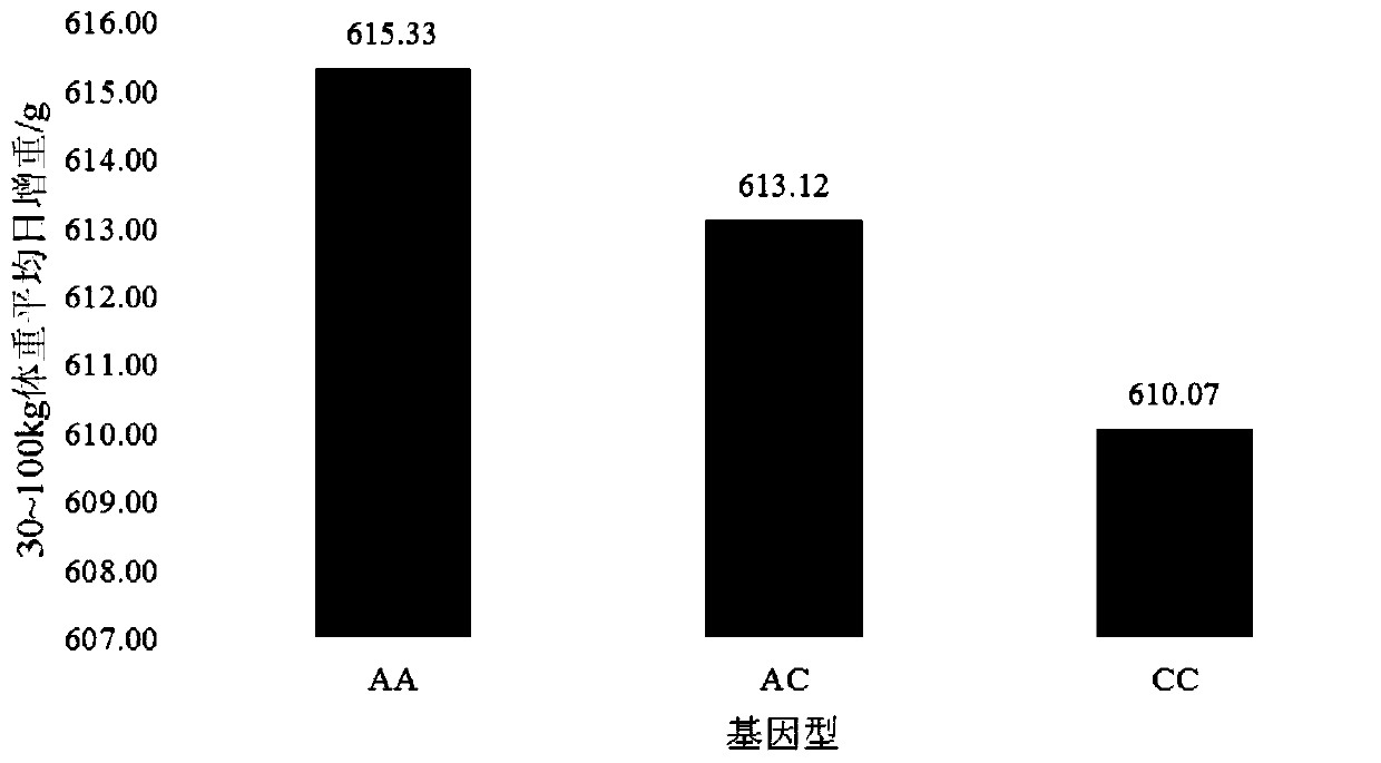 Molecular marker on pig chromosome No.7 related to duroc pig daily weight gain property and application