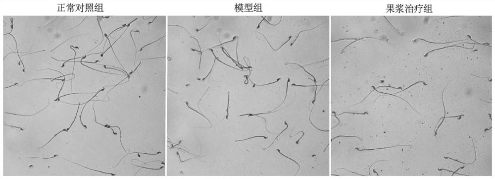 Effect and application of plant fruit pulp in protection of male fertility