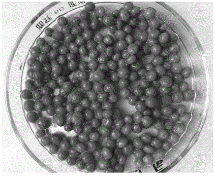 Method for removing hexavalent chromium in waste water by utilizing gel beads prepared from tartaric acid modified oyster mushrooms