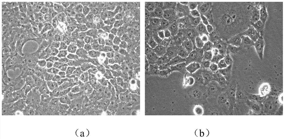 Human oral squamous cell carcinoma cal‑27‑hcpt drug-resistant cell line