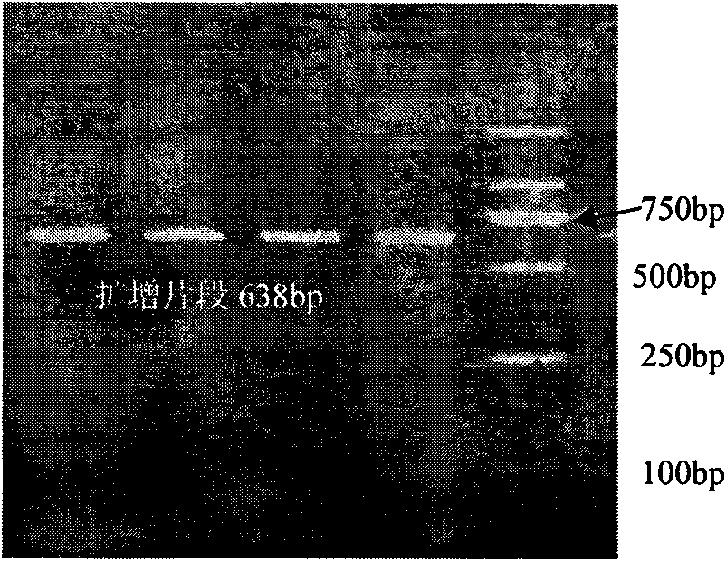 Method for breeding lean-type Chinese Huai pigs in multi-gene pyramiding manner based on growth traits thereof